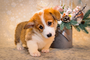 Welsh corgi pembroke EKL/FCI (6 foto / 10)