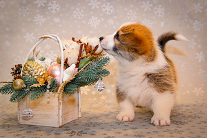 Welsh corgi pembroke EKL/FCI (3 foto / 10)