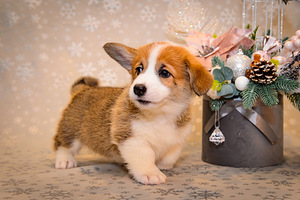 Welsh corgi pembroke EKL/FCI (8 foto / 10)