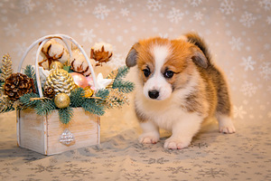 Welsh corgi pembroke EKL/FCI (4 foto / 10)