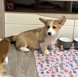Welsh corgi pembroke (4 foto / 9)