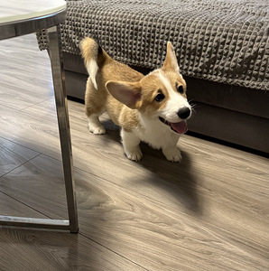 Welsh corgi pembroke (6 foto / 9)