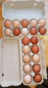Пярну Домашние куриные яйца