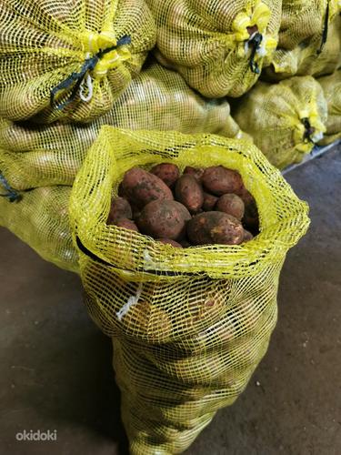 Картофель laura, maret ,piret, reet и ando (фото #1)