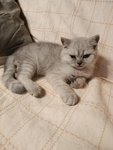 Kissanpentuja (3 valokuva sivusta 9)