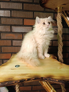 Ihanat kissanpennut (2 valokuva sivusta 8)