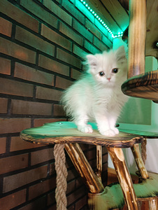 Ihanat kissanpennut (3 valokuva sivusta 8)