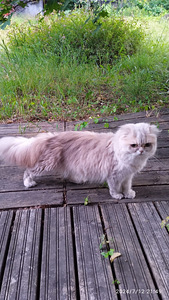 Ihanat kissanpennut (7 valokuva sivusta 8)