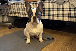 Prantsuse buldog