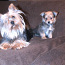 Yorkie-Pom Puppies For Sale (foto #1)