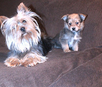 Yorkie-Pom Puppies For Sale