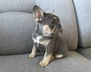 Prantsuse Bulldogi kutsikad (2 foto / 3)