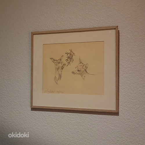 Kitsed