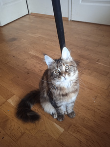 Maine coon tüdruk ootab oma vanemaid (2 foto / 2)