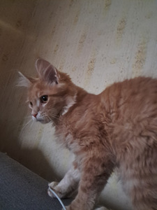Mainecoon kassipojad (1 foto / 3)