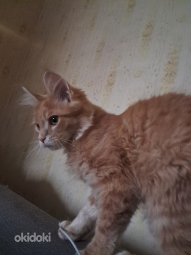 Mainecoon kassipojad