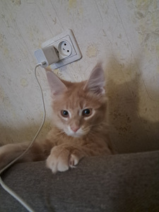 Mainecoon kassipojad (3 foto / 3)