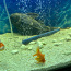 Suured akvaariumi kalad (foto #2)