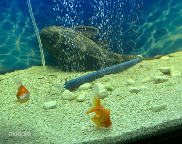 Suured akvaariumi kalad (foto #2)