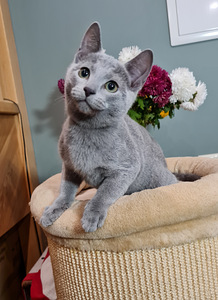 Русские голубые котята (2 фото из 7)