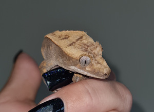 Crested gecko (1 foto no 6)