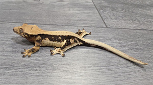 Crested gecko (3 foto / 10)