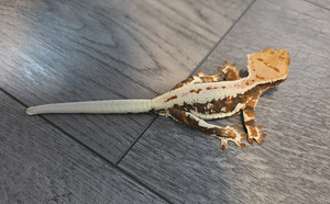 Crested gecko (3 foto / 9)