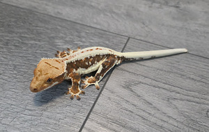 Crested gecko (4 foto / 9)