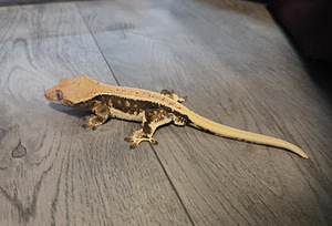Crested gecko (7 foto / 9)