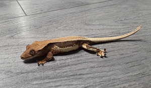 Crested gecko (9 foto / 9)