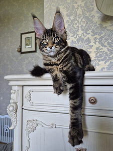 Mainecoon boy