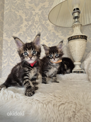 Mainecoon