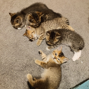 Kissanpennut (1 valokuva sivusta 1)