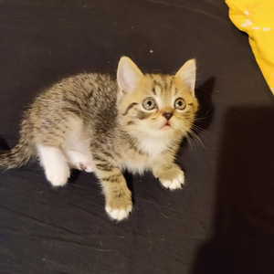 Kissanpennut (1 valokuva sivusta 1)