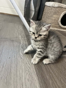 Kissanpennut (4 valokuva sivusta 4)