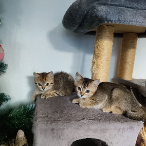 Kissanpennut (1 valokuva sivusta 1)