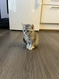 Kissa (1 valokuva sivusta 2)