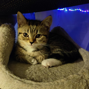 Kissa (2 valokuva sivusta 2)