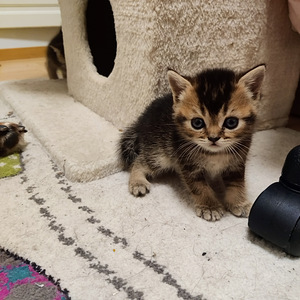 Kissanpennut (1 valokuva sivusta 5)