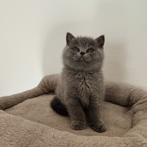 Kissanpennut (1 valokuva sivusta 1)