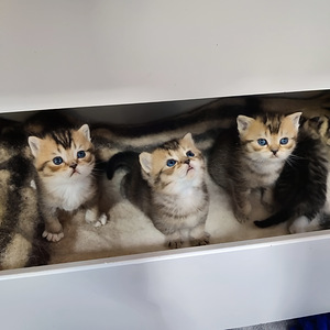 Kissanpennut (1 valokuva sivusta 1)