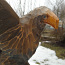 Продаю большого орла. Ширина крыла 71 см, высота 33 см. (фото #2)
