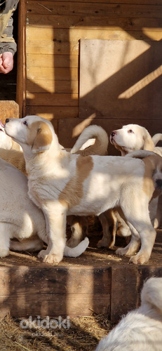 Среднеазиатская овчарка (фото #3)