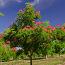 Albizia julibrissin rosea (foto #2)