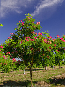 Albizia julibrissin rosea (2 фото из 6)