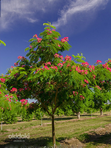 Albizia julibrissin rosea (фото #2)