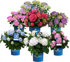 Гортензия Macrophylla Endless Summer Eesti (2 фото из 10)