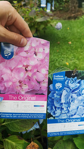 Гортензия Macrophylla Endless Summer Eesti (3 фото из 10)