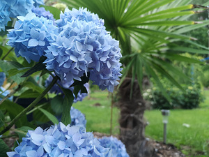 Гортензия Macrophylla Endless Summer Eesti (5 фото из 10)
