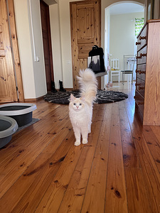 Сибирские котята ищут дом